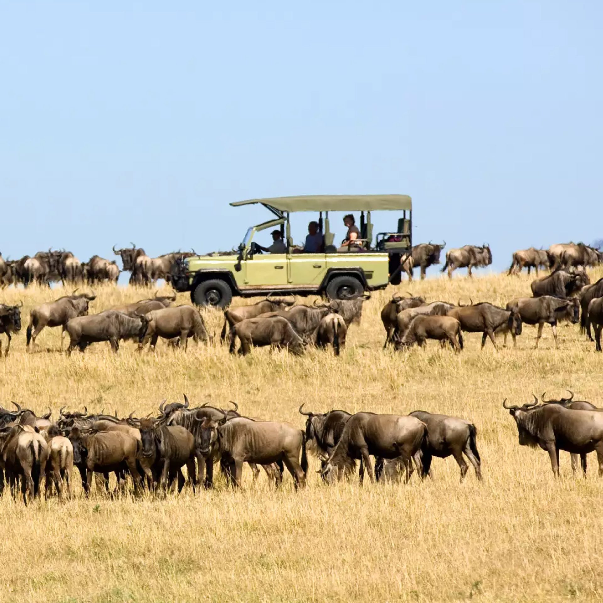 IN THE SERENGETI NATIONAL PARK AND THE MASAI MARA GAME RESERVE
